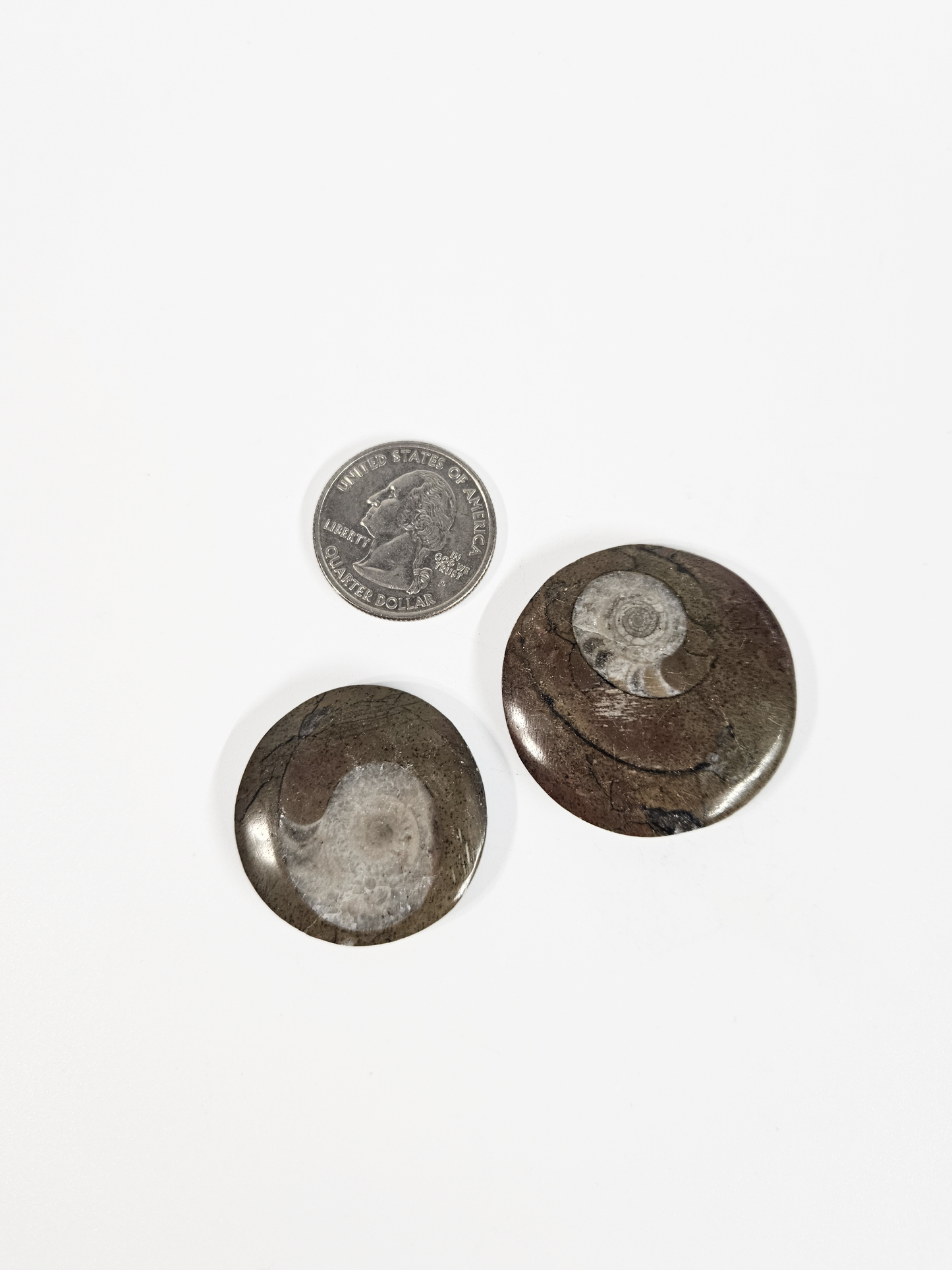 Polished Ammonite Fossil Discs (Goniatite)