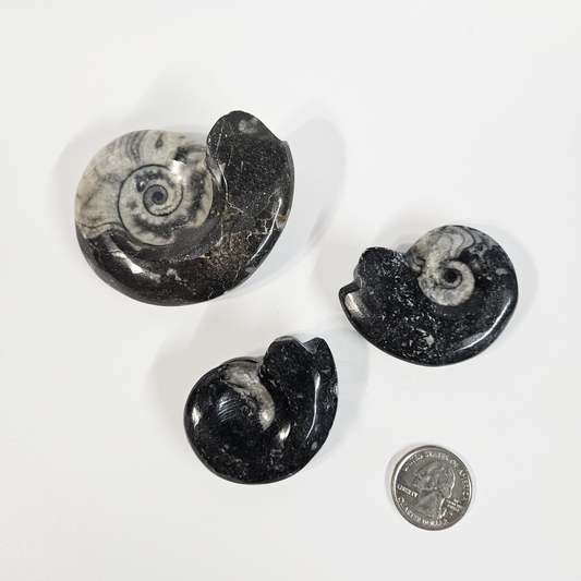 Goniatite (Ammonite) Fossil