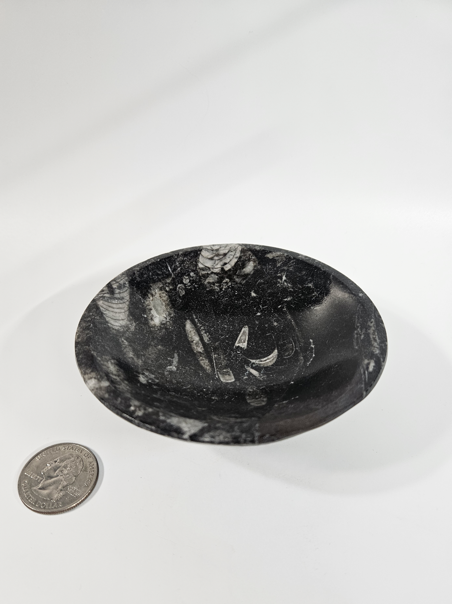Orthoceras Fossil Bowl