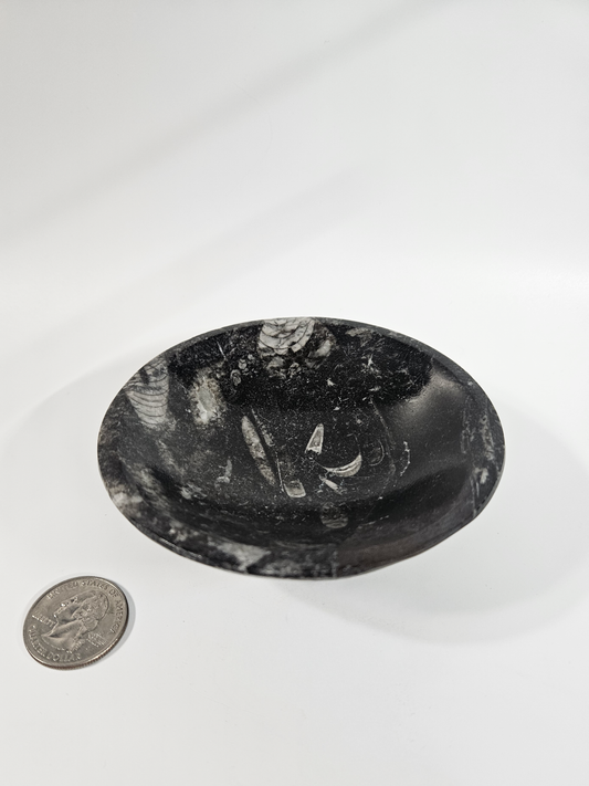 Orthoceras Fossil Bowl