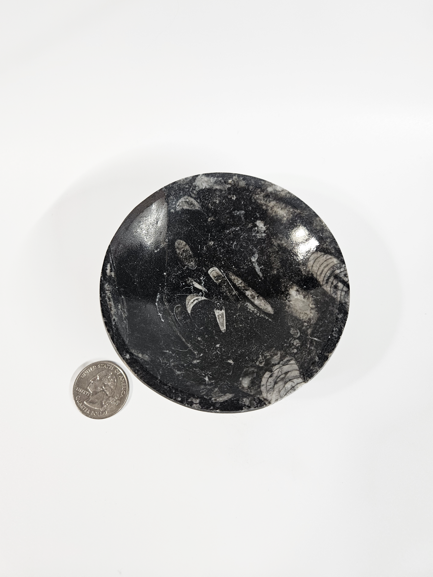 Orthoceras Fossil Bowl