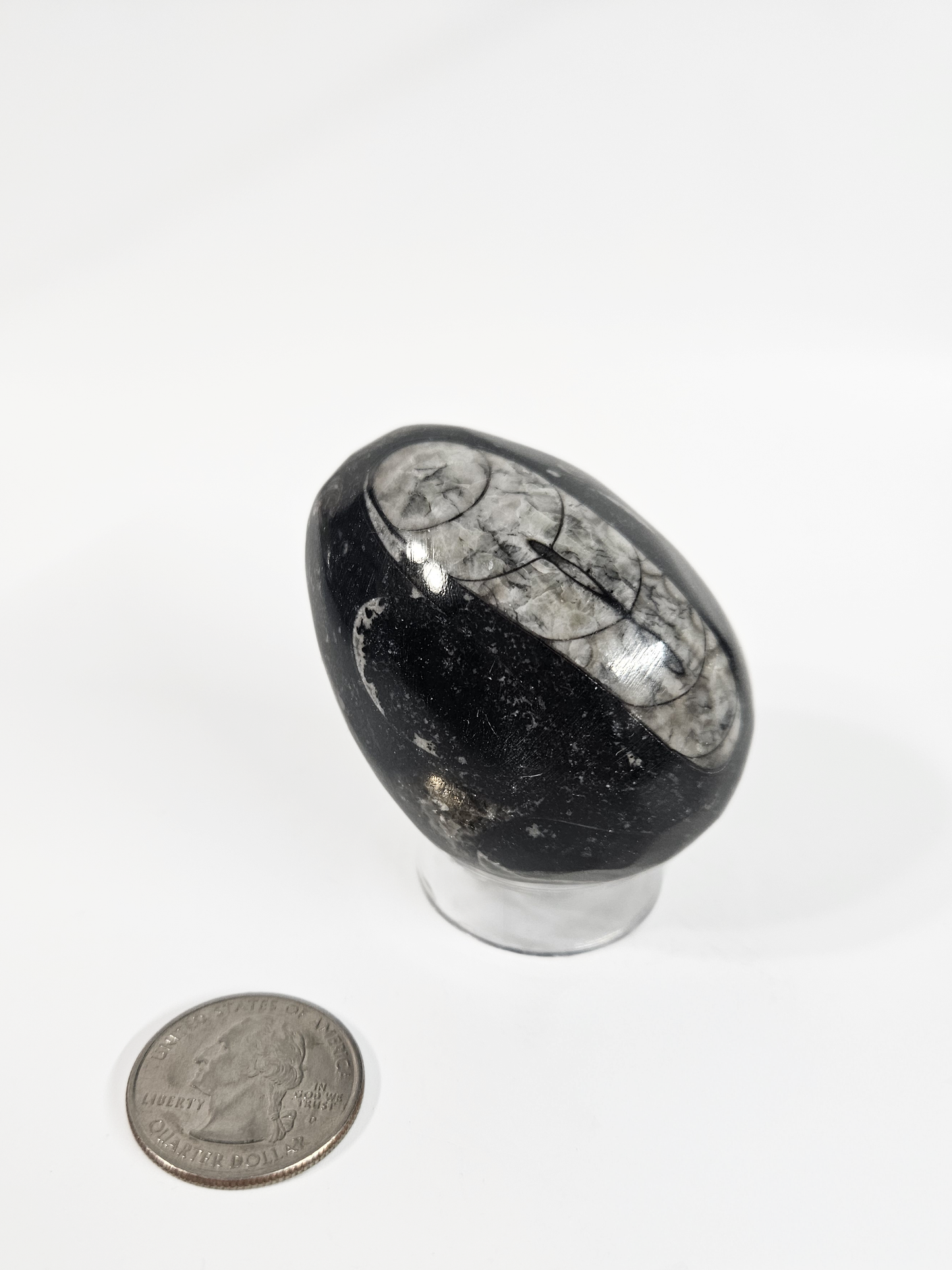 Orthoceras Fossil Egg