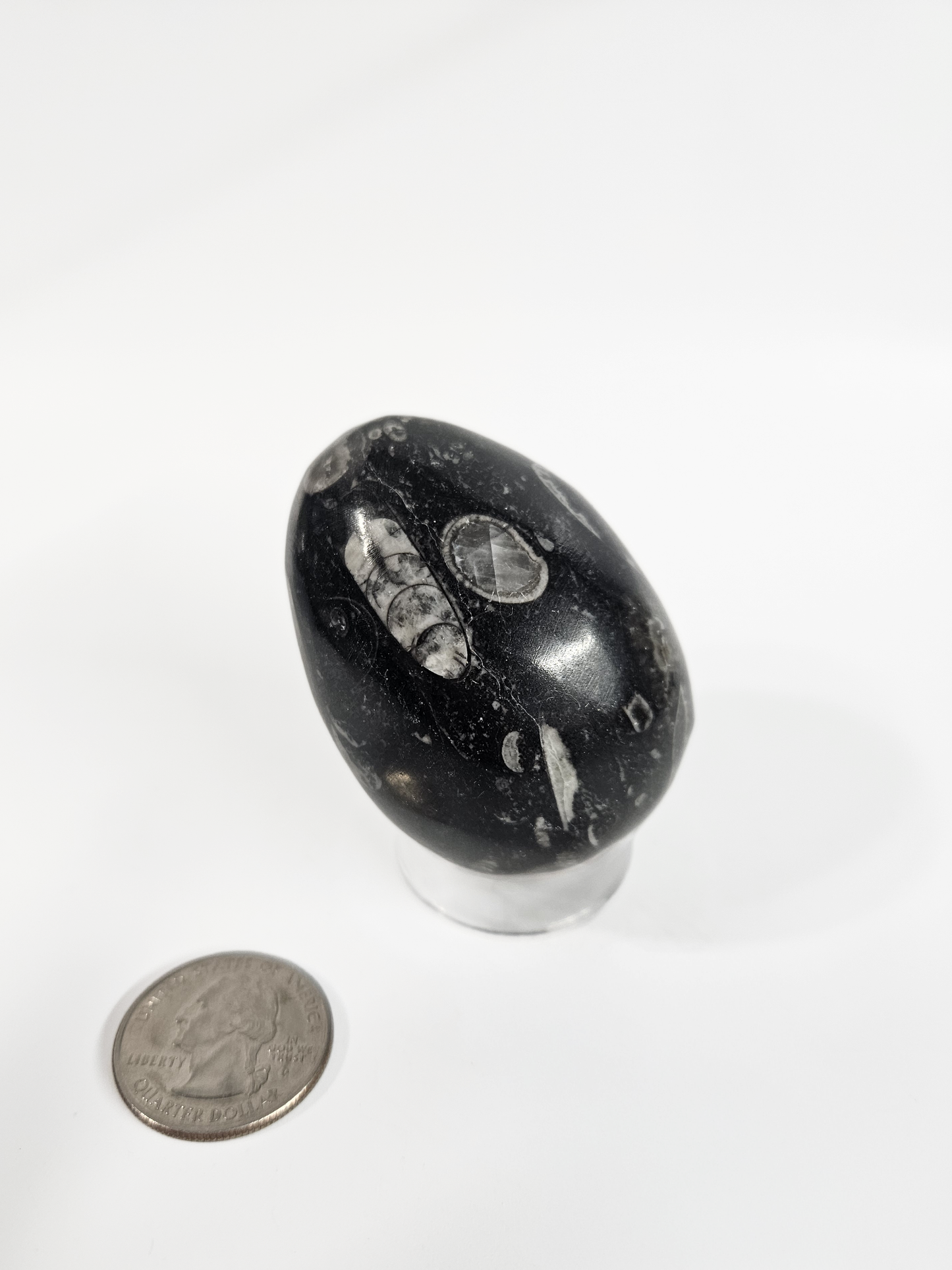 Orthoceras Fossil Egg