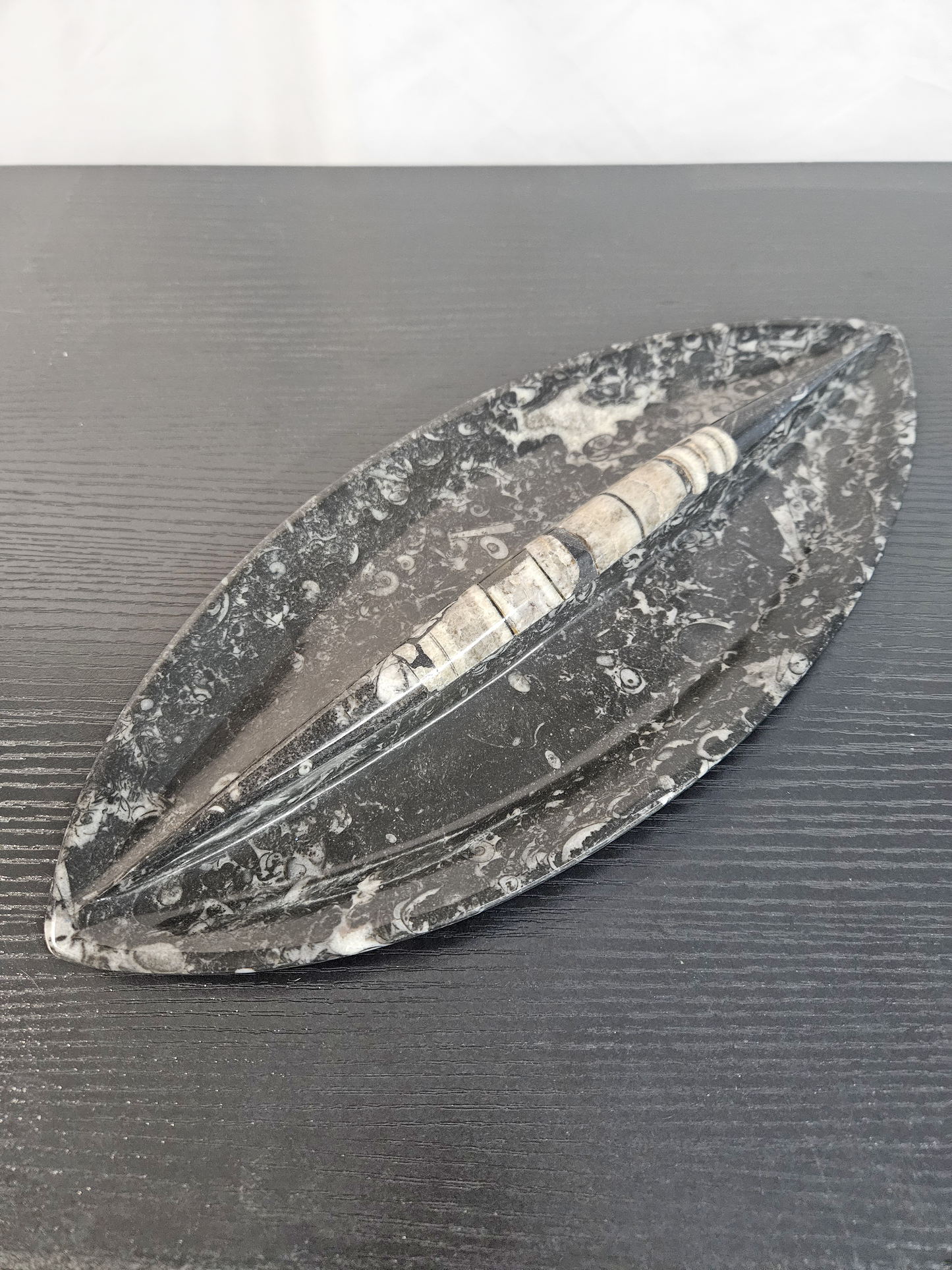 Orthoceras Fossil Tray