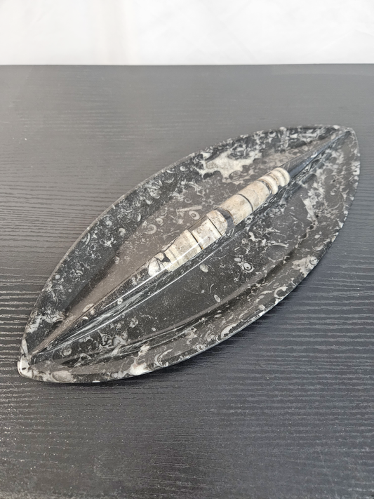 Orthoceras Fossil Tray