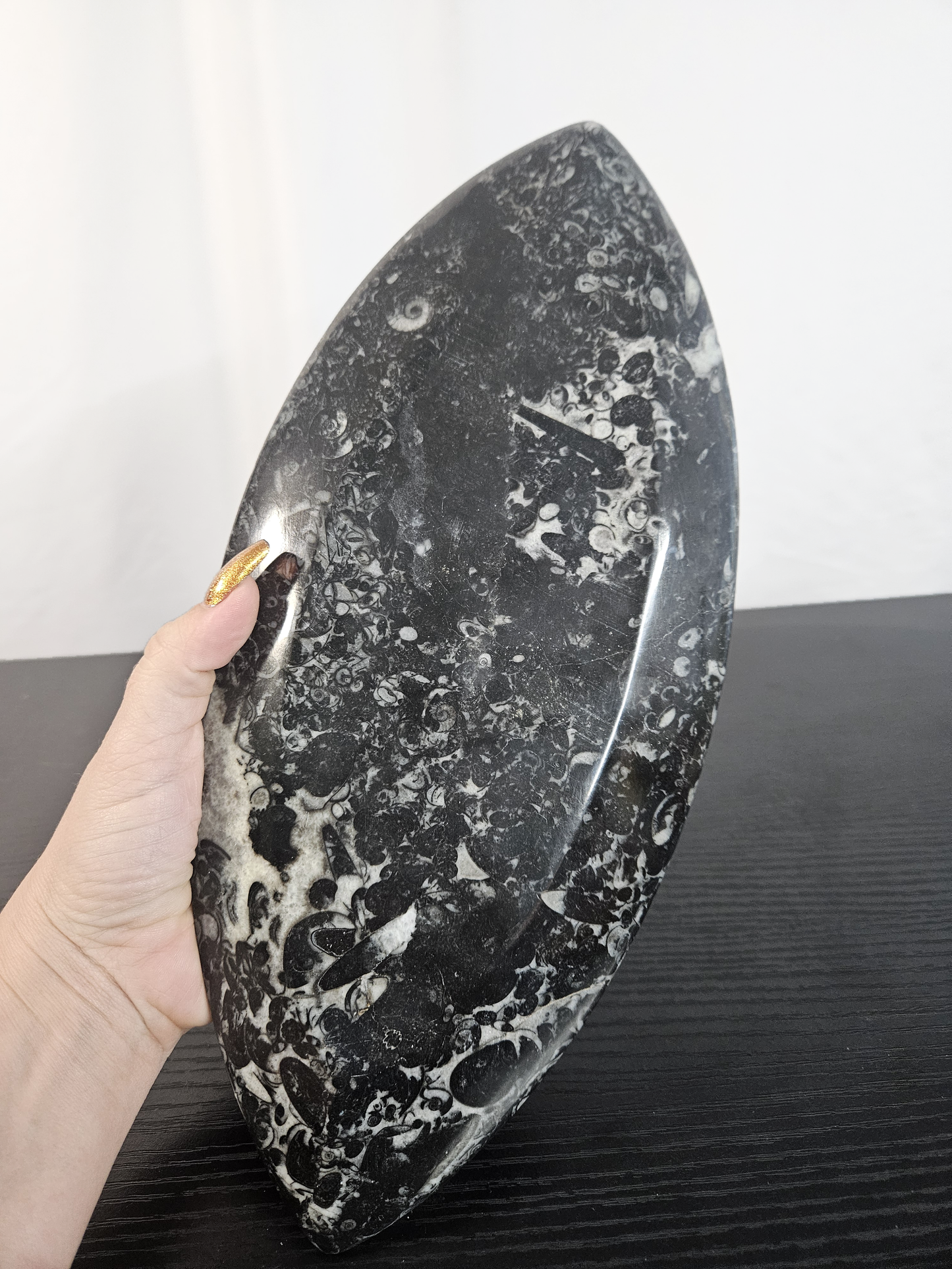 Orthoceras Fossil Tray