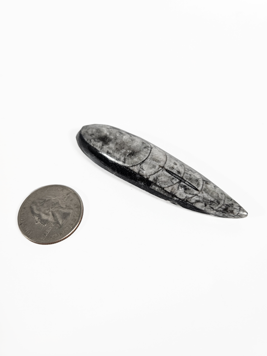Orthoceras Polished Fossil