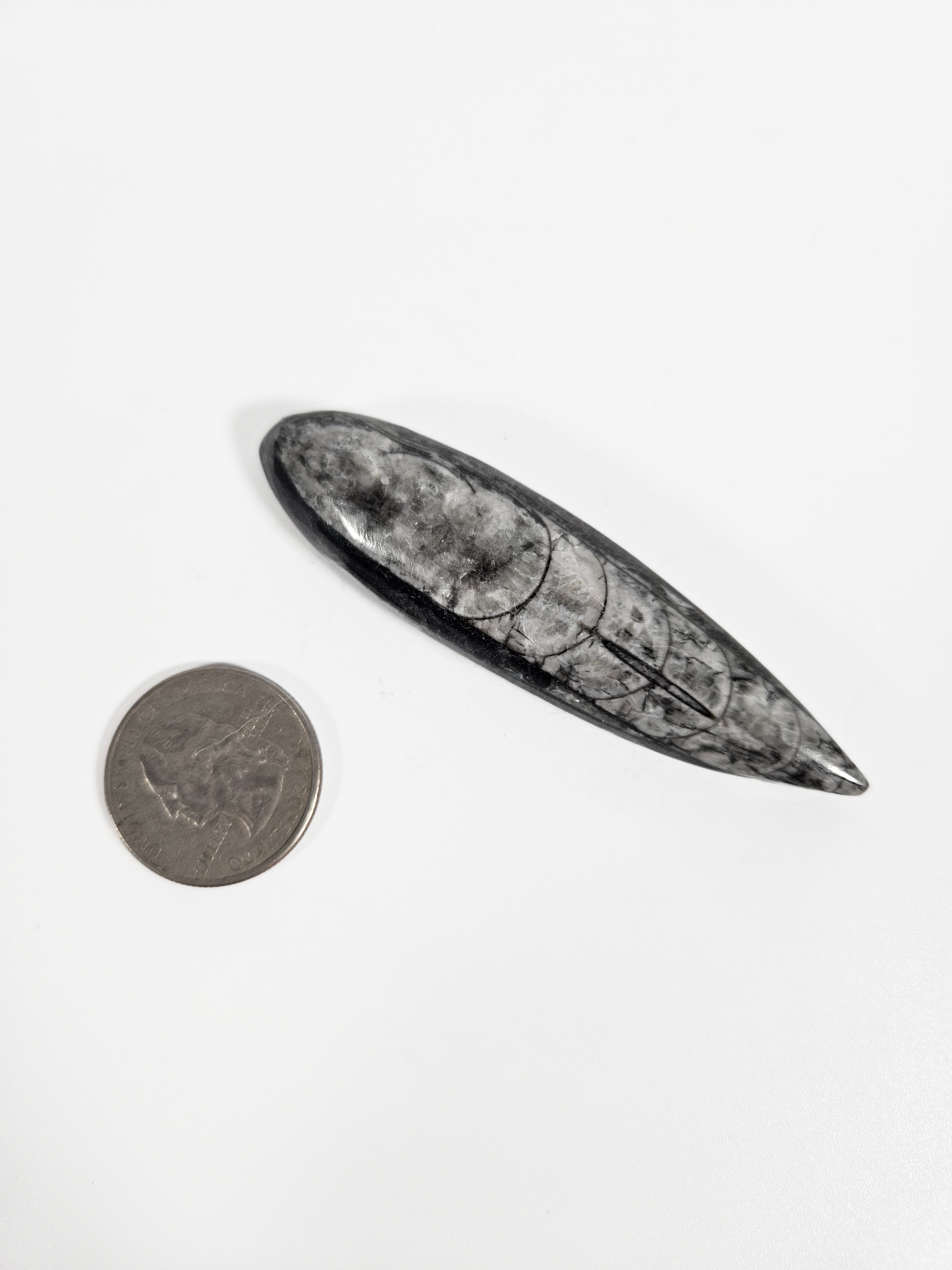 Orthoceras Polished Fossil